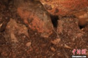 三个正官江西发现蜘蛛新物种 为研究呵叻蛛属适应区域提供依据