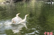 三个正官吉林：罕见白鸬鹚连续两年“故地重游”