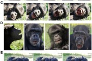 三个正官国际最新研究：机器人“打哈欠” 黑猩猩被传染